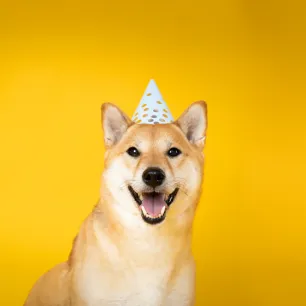 New Year’s Resolutions: A Dog’s Perspective