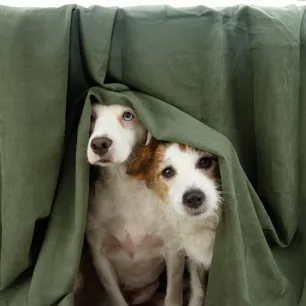 Panic Attacks in Dogs: Causes, Symptoms, and Treatment