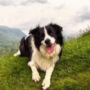 Pastoral Dogs: Everything You Need to Know