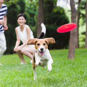 Playing with your dog