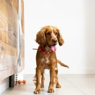 Preparing for a New Puppy? Here is what to Expect