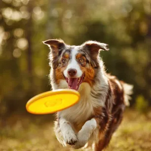 Puppy Recall Training in 6 Easy Steps