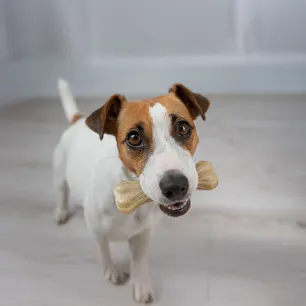 Rawhide for Dogs