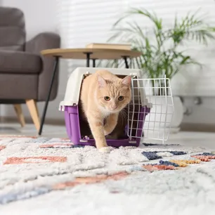 Rehoming Special Needs Cats