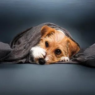 Reverse Sneezing in Dogs: Causes & How to Help 