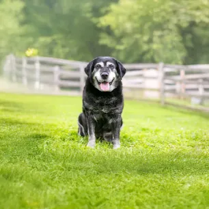 Senior Dog Weight Management