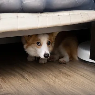 Storm Phobia: Is Your Dog Afraid of Thunder? 