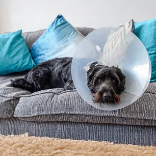 Surgical Versus Chemical Castration in Male Dogs