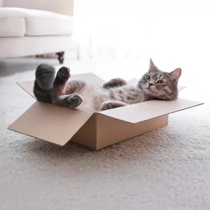 Top 10 Fun Cat Names