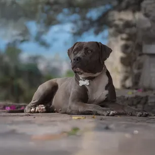 Top 10 Grey Dogs to Welcome to the Family