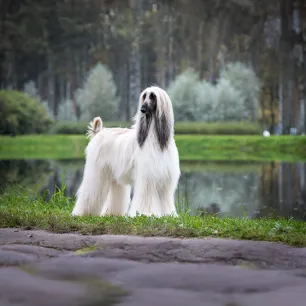 Top 10 High Maintenance Dog Breeds