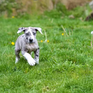 Top 18 Blue Dog Breeds You Need to Know About