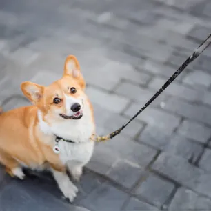 Top 40 Welsh Dog Names You Will Love