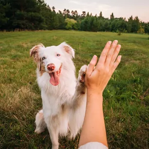 Top 8 Australian Dogs You’ll Want to Meet ASAP