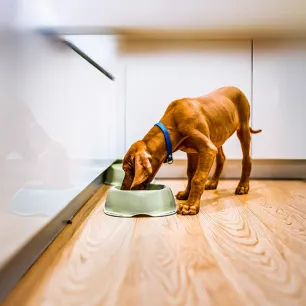 Turmeric for Dogs