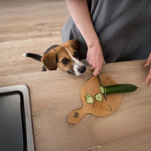 Vegetarian and Vegan Dog Food
