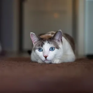 Vestibular Disease in Cats Top Symptoms and Best Treatment