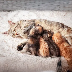 Weaning Kittens The Easy Guide for New Owners
