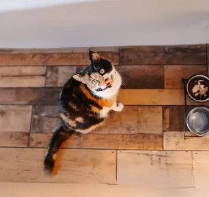 What Do Different Cat Noises and Sounds Mean