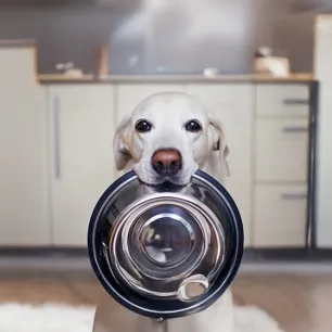 What Do Dogs Eat