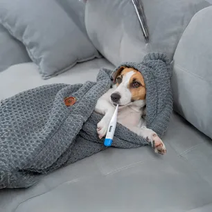 What Is a Normal Dog Temperature