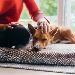 Putting Your Dog to Sleep