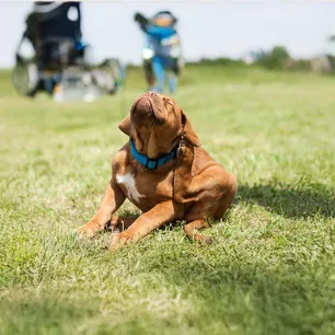 Recognising and Removing Fleas on Dogs
