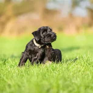 Recognising and Treating Dog Mites