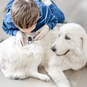 Skin Problems and Skin Conditions in Dogs