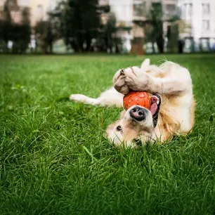 Stimulating Toys for Older Dogs