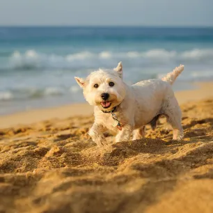 Terrier Dog Breeds: Everything You Need to Know