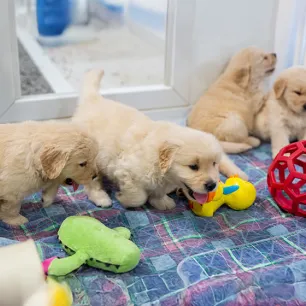 The Benefits of a Puppy Playpen