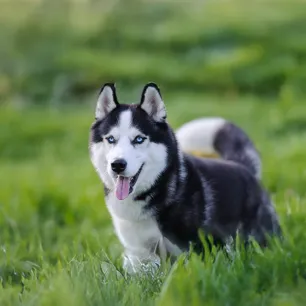 These Stunning Dogs Look Just Like Wolves