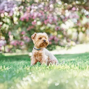 Tiny Dog Breeds That Stay Small