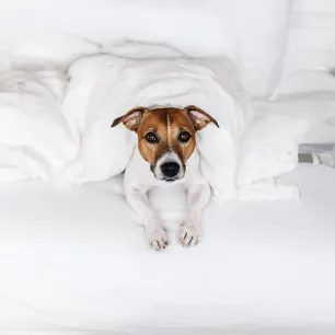 Tips for staying in a dog friendly hotel