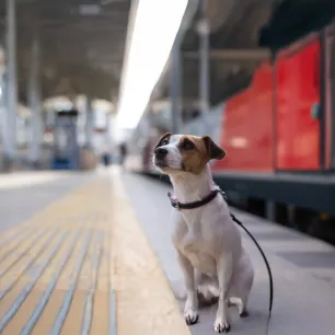 Tips for taking your dog on a train