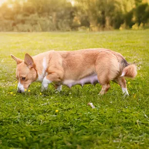 Top Tips for a Healthy Dog Pregnancy