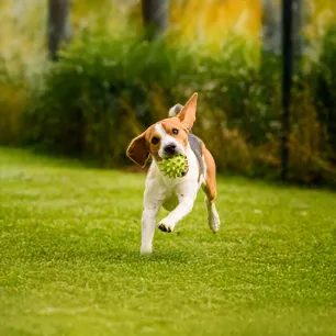 Toy Dogs: Everything You Need to Know