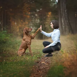Training an Older Dog