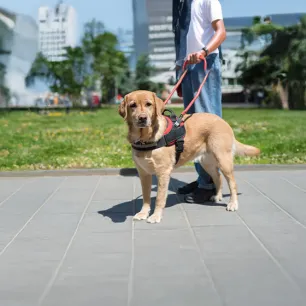 Types of Service Dogs and Their Jobs