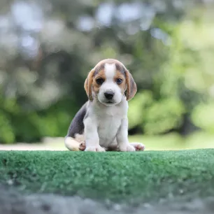 Unusual Dog Names for the New Pup in Your Life