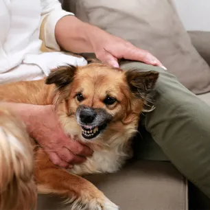 What Types of Dog Growl Mean