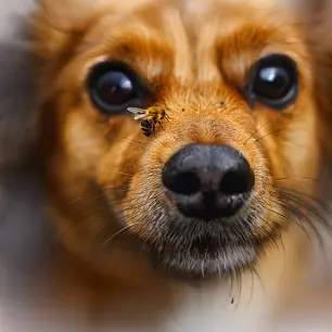 What to Do If Your Dog’s Stung by a Bee or a Wasp