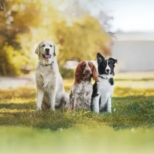 When Do Dogs Stop Growing