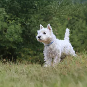 White Dog Names
