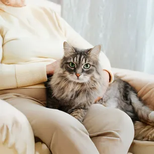 Why Adopt an Older Cat?