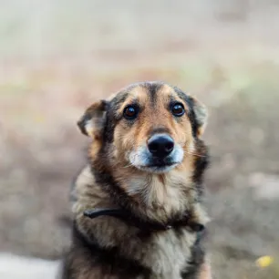 Why Are My Dog’s Eyes Red