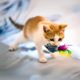 Why Do Cats Bring You Mice or Dead Animals as Gifts