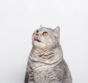 Why Do Cats Dribble