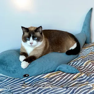 Why Do Cats Knead?